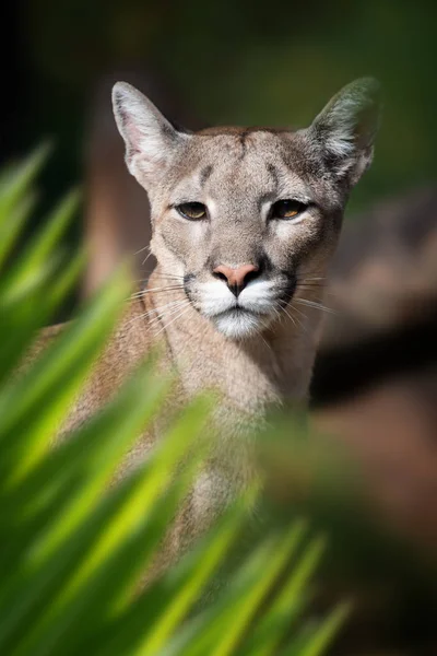 Cougar portré dzsungelben — Stock Fotó