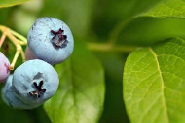 Bush taze organik yaban mersini