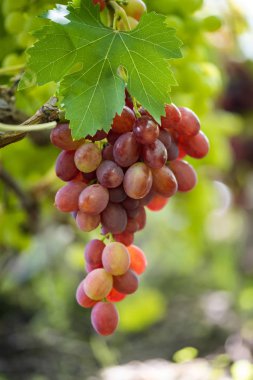 Olgun şarap üzüm demetleri yakın çekim