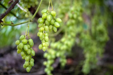 Olgun şarap üzüm demetleri yakın çekim