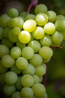 Olgun şarap üzüm demetleri yakın çekim