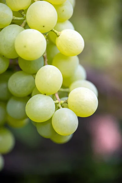 Gros plan de grappes de raisins de cuve mûrs — Photo