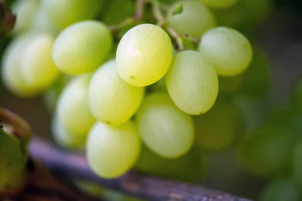 Zbliżenie pęczków dojrzałych winogron winiarskich — Zdjęcie stockowe