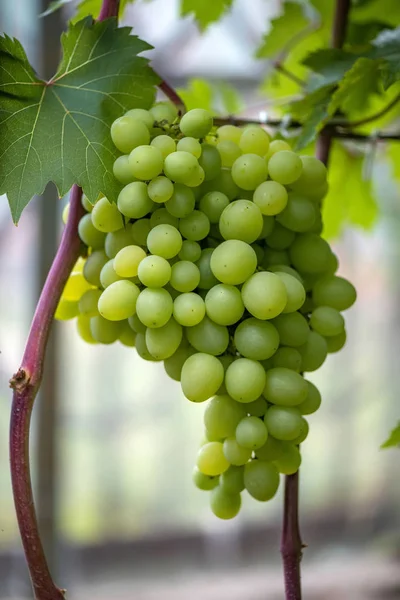 Zbliżenie pęczków dojrzałych winogron winiarskich — Zdjęcie stockowe