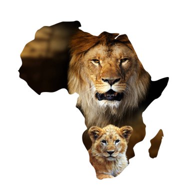 Beyaz Üzerinde Afrika haritasında erkek aslan ve yavru portre