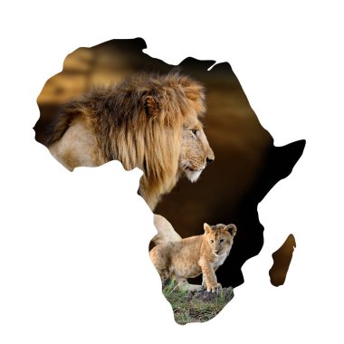 Beyaz Üzerinde Afrika haritasında erkek aslan ve yavru portre