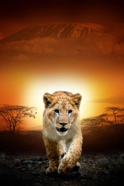 Savana manzara arka plan ve Mount Kilimanjaro üzerinde Aslan yavrusu bir