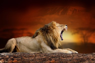 Aslan savana manzara arka plan ve Mount Kilimanjaro su at