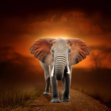 Savana manzara arka plan ve Mount Kilimanjaro üzerinde Fil bir