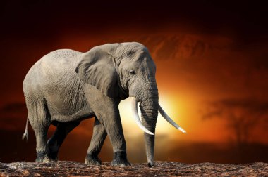 Savana manzara arka plan ve Mount Kilimanjaro üzerinde Fil bir