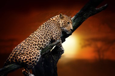 Savana manzara arka plan üzerinde Leopar ve Mount Kilimanjaro at