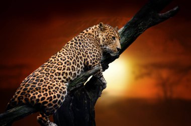 Leopard on savanna landscape background and Mount Kilimanjaro at clipart