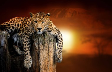 Savana manzara arka plan üzerinde Leopar ve Mount Kilimanjaro at