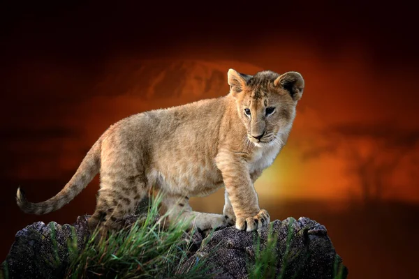 Lion Cub op savanne landschap achtergrond en Mount Kilimanjaro a — Stockfoto