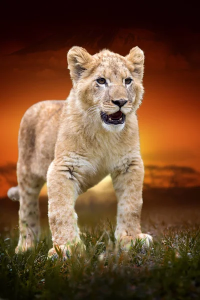 Filhote de leão no fundo paisagem savana e Monte Kilimanjaro a — Fotografia de Stock