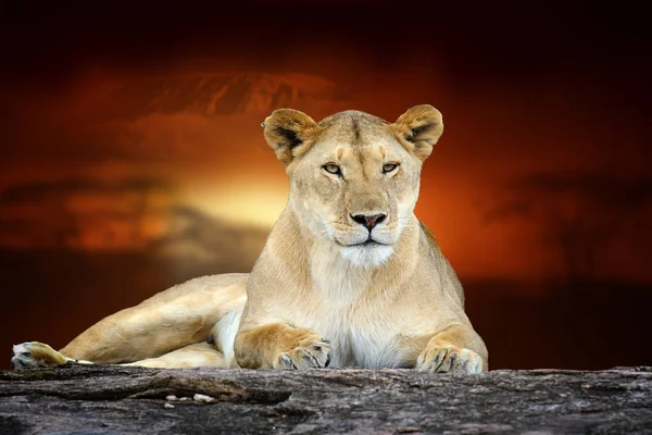 Leão no fundo paisagem savana e Monte Kilimanjaro em su — Fotografia de Stock