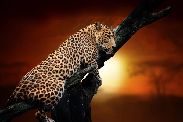 Leopardo su sfondo paesaggio savana e Monte Kilimangiaro a — Foto Stock