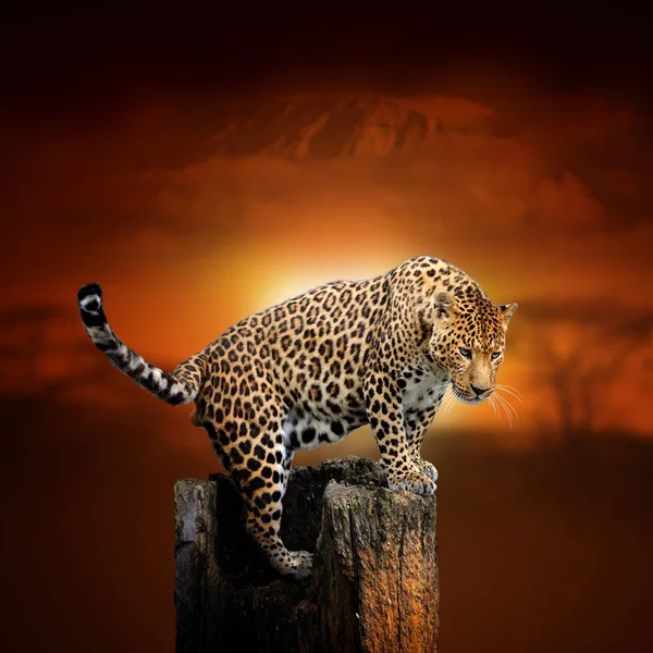 Leopard auf Savannenlandschaft Hintergrund und Mount Kilimandscharo bei — Stockfoto