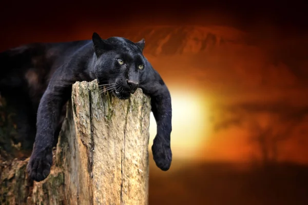 Black leopard on savanna landscape background and Mount Kilimanj — Stock Photo, Image