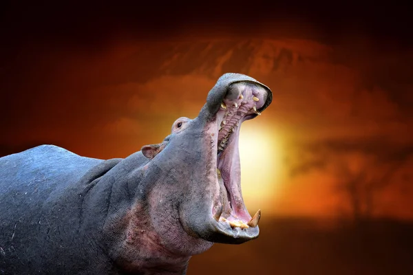 Nilpferd auf Savannenlandschaft Hintergrund und Mount Kilimandscharo bei s — Stockfoto