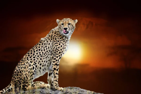 Cheetah on savanna landscape background and Mount Kilimanjaro at — Stock Photo, Image