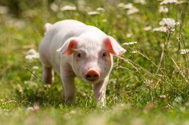 Yeşil çimenler üzerinde genç komik domuz