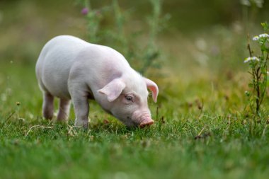 Yeşil çimenler üzerinde genç komik domuz
