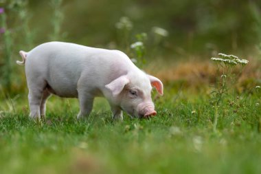Yeşil çimenler üzerinde genç komik domuz
