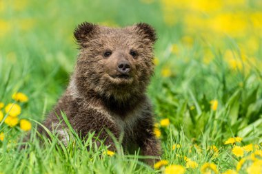 Yaz sahasında oynayan kahverengi ayı yavrusu.