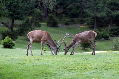 Yaz aylarında çayırda geyik
