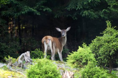 Yaz aylarında çayırda geyik