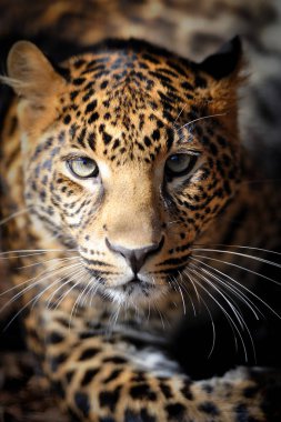Karanlık leopar portre kadar yakın
