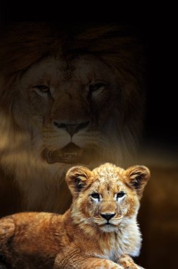 Savana manzara arka plan erkek aslan ve yavru portre 