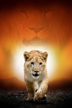 Savana manzara arka plan ve Mount Kilimanjaro üzerinde Aslan yavrusu bir