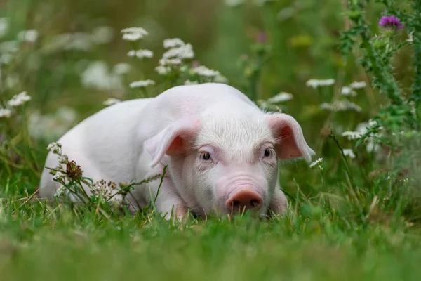 Νεαρό αστείο γουρούνι σε ένα πράσινο γρασίδι — Φωτογραφία Αρχείου