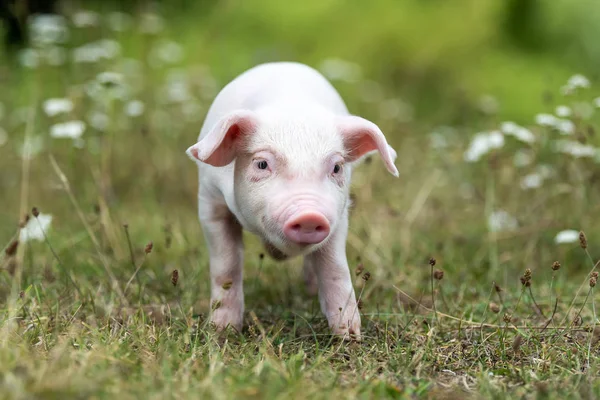 Jeune cochon drôle sur une herbe verte — Photo