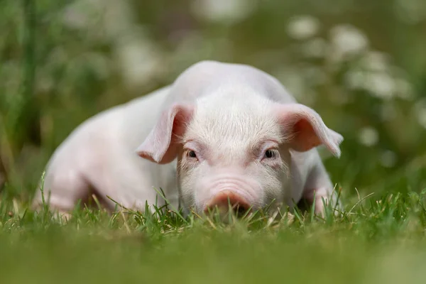 Jeune cochon drôle sur une herbe verte — Photo