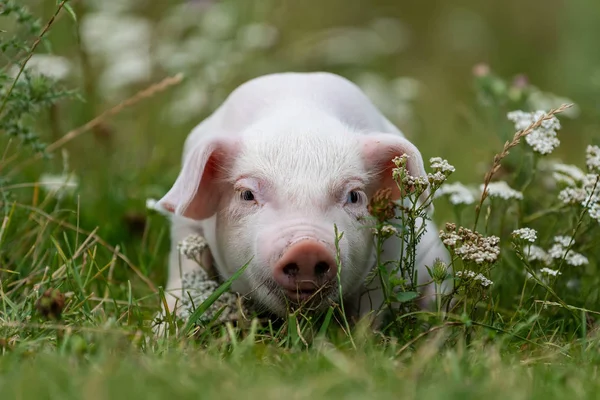Young funny pig on a green grass — Stock Photo, Image