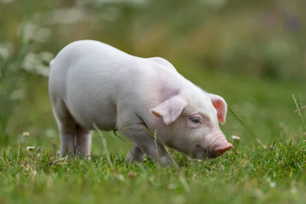 Young funny pig on a green grass — Stock Photo, Image