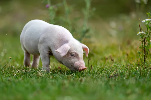 Yeşil çimenler üzerinde genç komik domuz