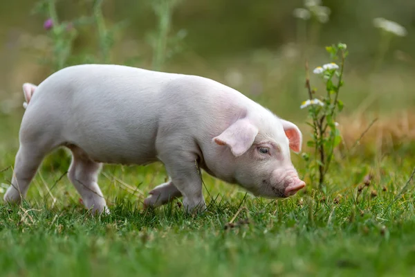 Yeşil çimenler üzerinde genç komik domuz
