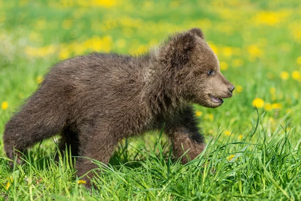 Yaz sahasında oynayan kahverengi ayı yavrusu.