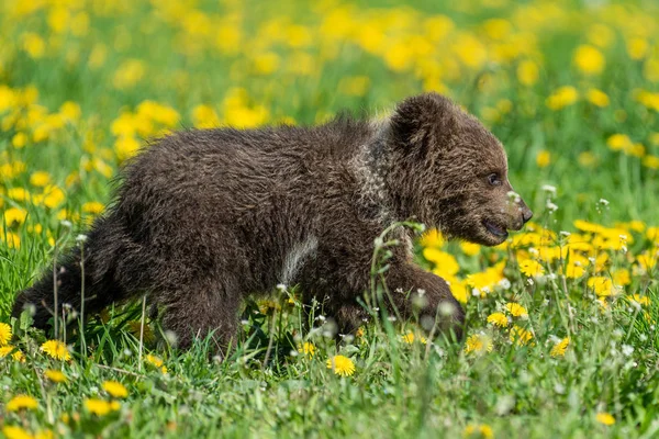 Bruine beer cub spelen op de zomer veld. — Stockfoto