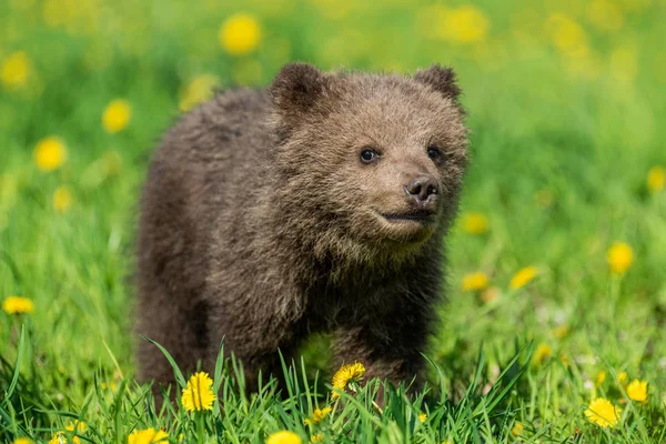 Niedźwiedź brunatny gra na polu letnim. — Zdjęcie stockowe