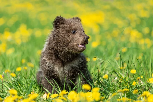 Brown urso filhote jogando no campo de verão . — Fotografia de Stock