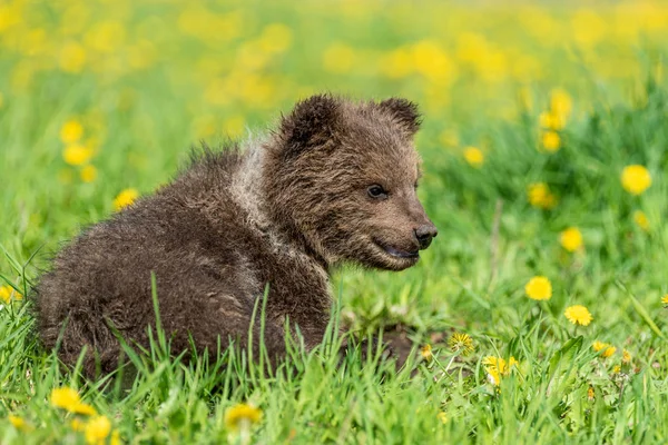 Bruine beer cub spelen op de zomer veld. — Stockfoto