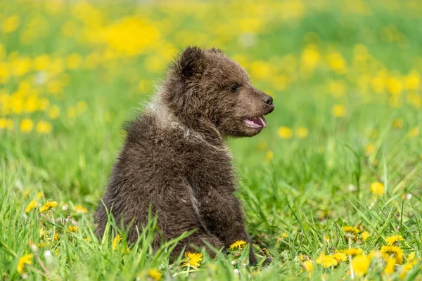 Коричневий ведмідь куб граючи на літній полі. — стокове фото
