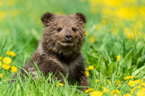 Brown urso filhote jogando no campo de verão . — Fotografia de Stock