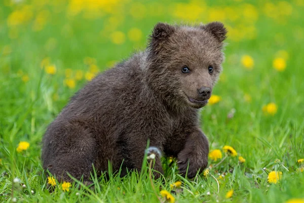 여름 들판에서 노는 갈색 곰 새끼. — 스톡 사진