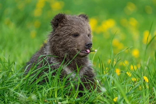 Brown urso filhote jogando no campo de verão . — Fotografia de Stock